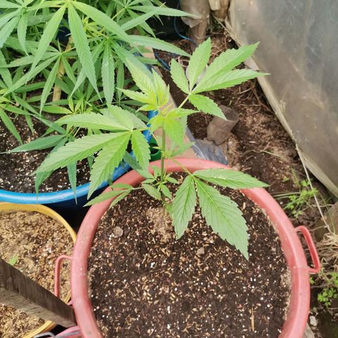 PUNTO ROJO M. R growlog timeline photo