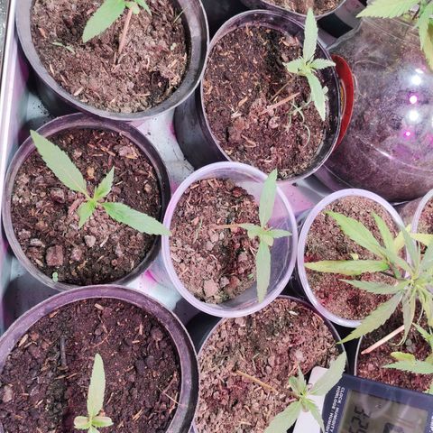 Sativa panche growlog timeline photo