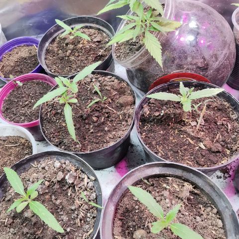 Sativa panche growlog timeline photo