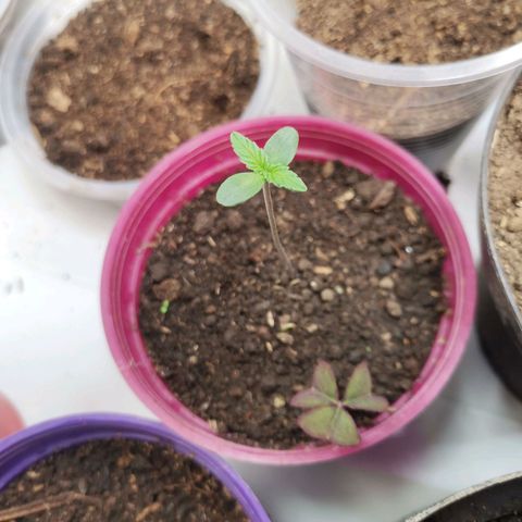 HERA growlog timeline photo