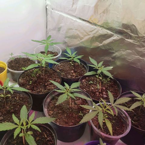 Sativa panche growlog timeline photo