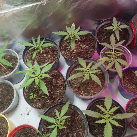 Sativa panche growlog timeline photo