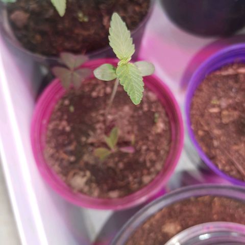 HERA growlog timeline photo