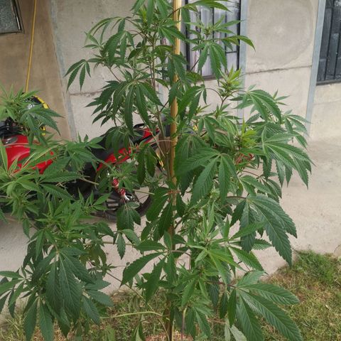 PUNTO ROJO M. R growlog timeline photo