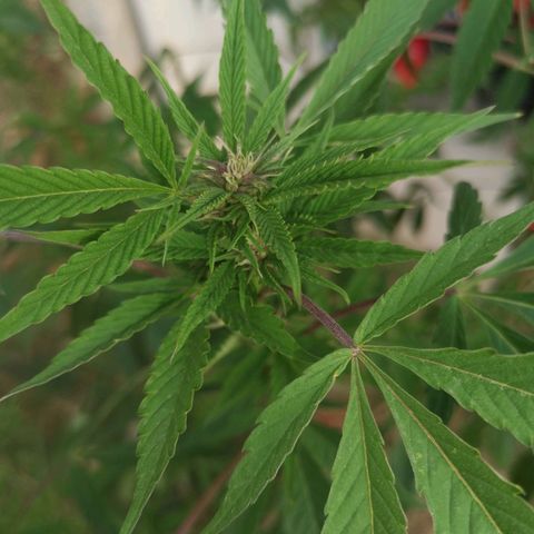 PUNTO ROJO M. R growlog timeline photo
