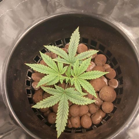 24k Gold growlog timeline photo