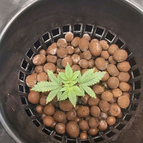 Platinum cookies  growlog timeline photo