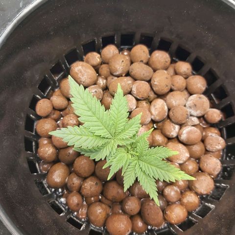 Platinum cookies  growlog timeline photo