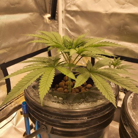24k Gold growlog timeline photo