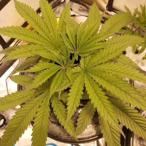 24k Gold growlog timeline photo