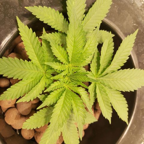 Platinum cookies  growlog timeline photo