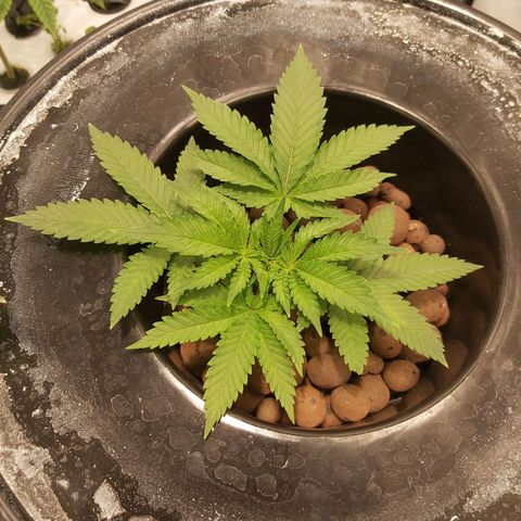 Platinum cookies  growlog timeline photo