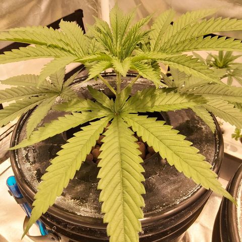 24k Gold growlog timeline photo