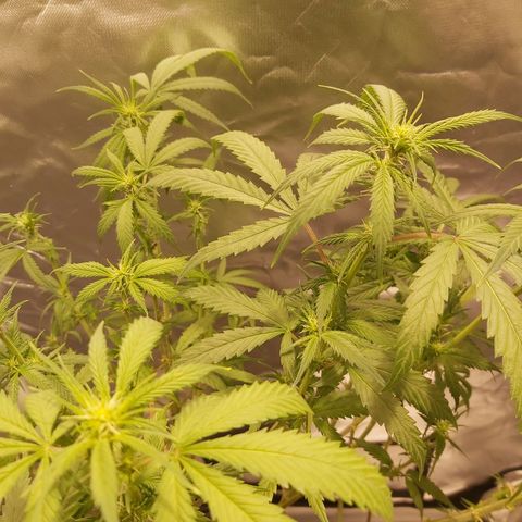 Platinum cookies  growlog timeline photo