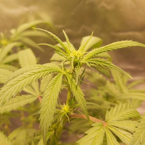 Platinum cookies  growlog timeline photo