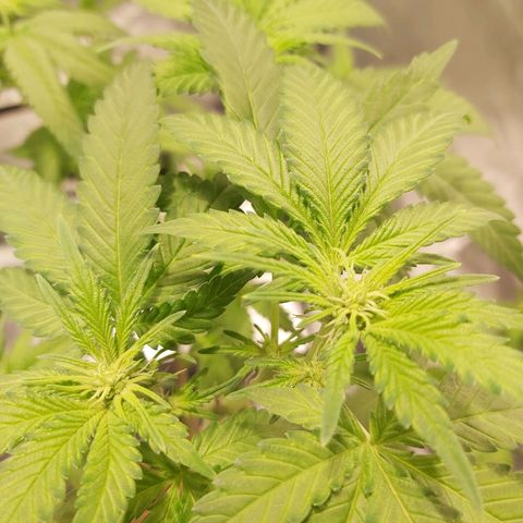 Platinum cookies  growlog timeline photo