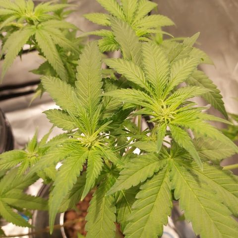 Platinum cookies  growlog timeline photo