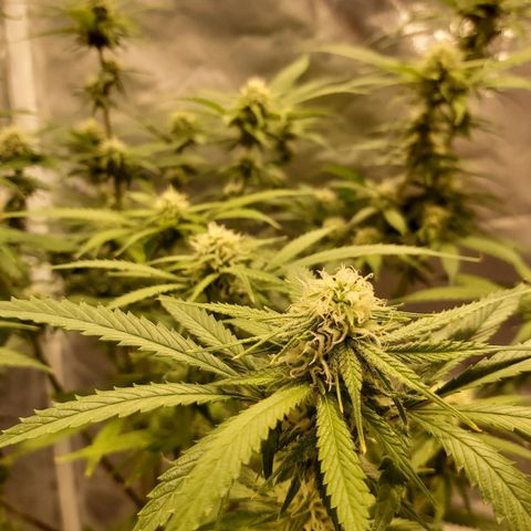 Platinum cookies  growlog timeline photo