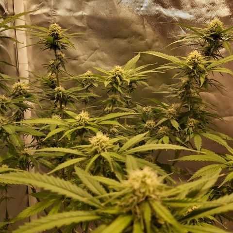 Platinum cookies  growlog timeline photo