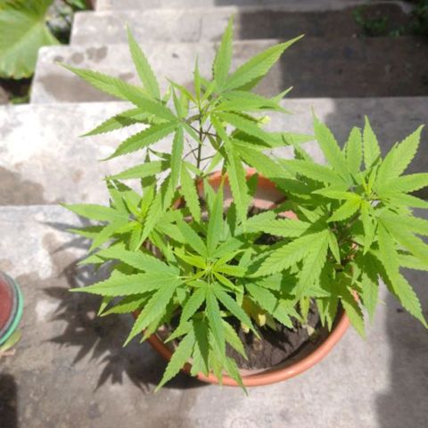 Genética Nachito  growlog timeline photo