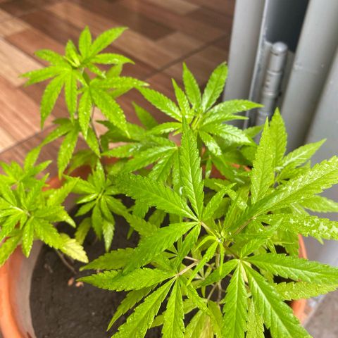 Genética Nachito  growlog timeline photo