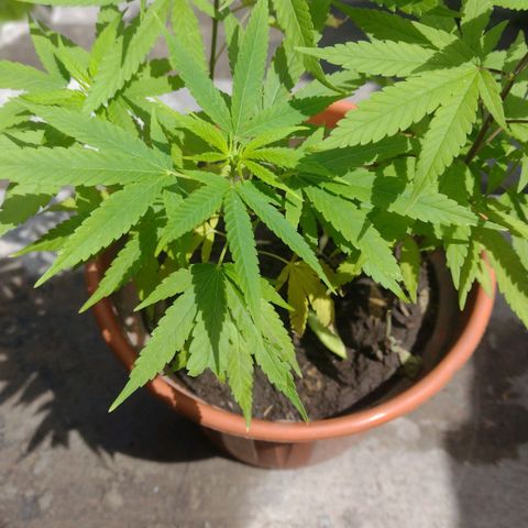 Genética Nachito  growlog timeline photo