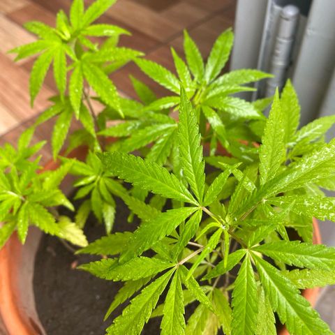 Genética Nachito  growlog timeline photo