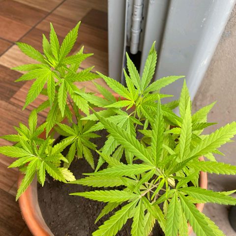 Genética Nachito  growlog timeline photo
