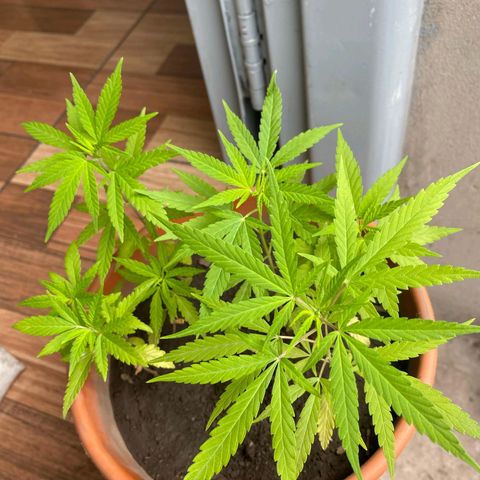 Genética Nachito  growlog timeline photo