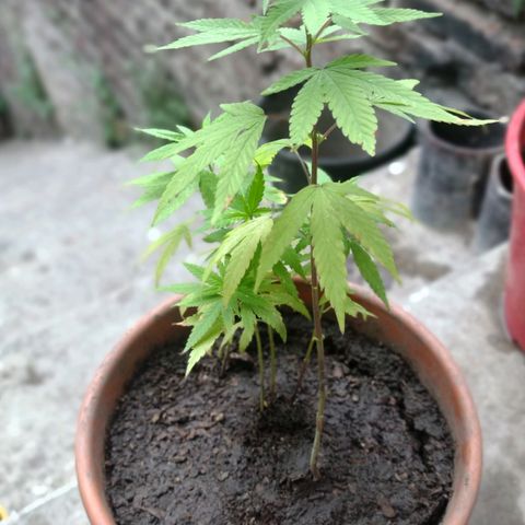 Genética Nachito  growlog photo: PreFlora