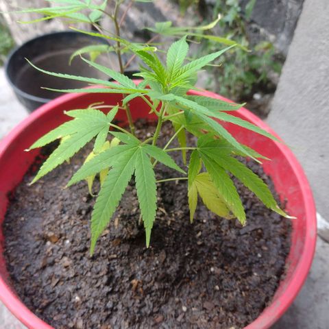 Genética Nachito  growlog photo: PreFlora