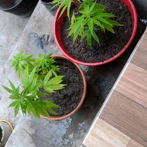 Genética Nachito  growlog photo: PreFlora