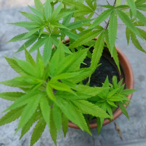 Genética Nachito  growlog photo: PreFlora