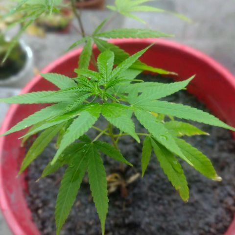 Genética Nachito  growlog timeline photo