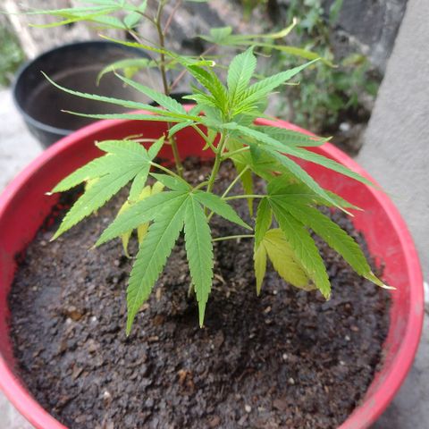 Genética Nachito  growlog timeline photo