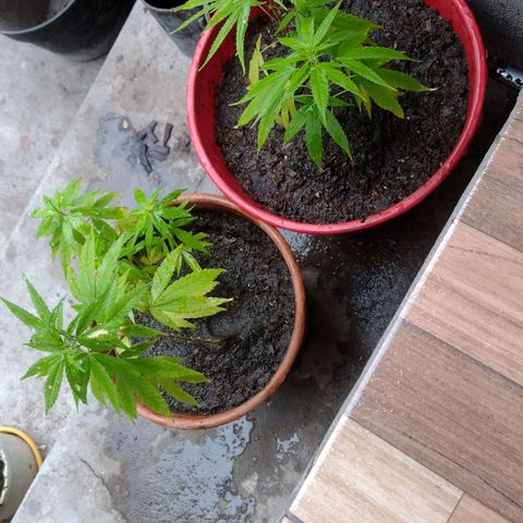 Genética Nachito  growlog timeline photo