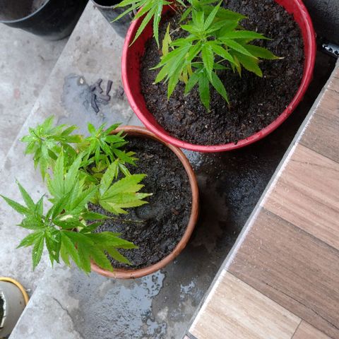Genética Nachito  growlog timeline photo