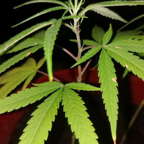 Genética Nachito  growlog timeline photo