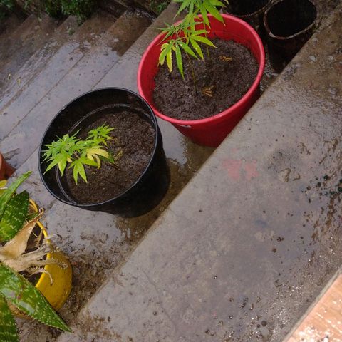 Genética Nachito  growlog timeline photo