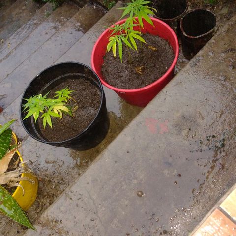 Genética Nachito  growlog timeline photo