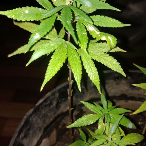 Genética Nachito  growlog timeline photo