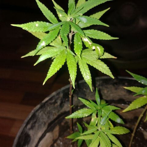 Genética Nachito  growlog timeline photo