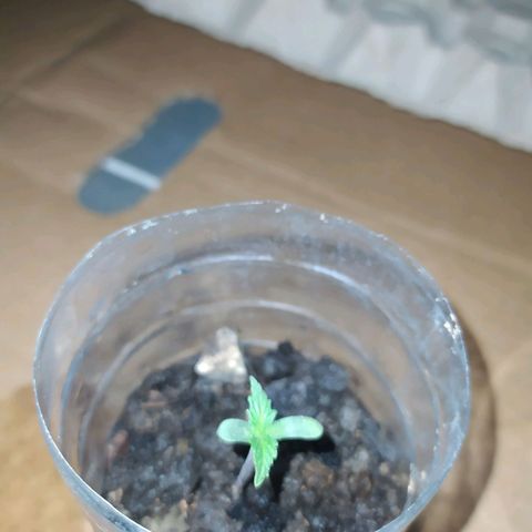 Öncü growlog photo: Market toprağı 600w 80cm 2.gün fotoları