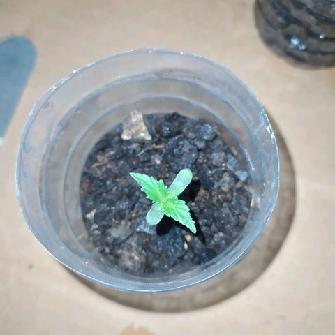 Öncü growlog photo: Sabah