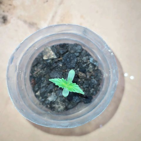 Öncü growlog timeline photo