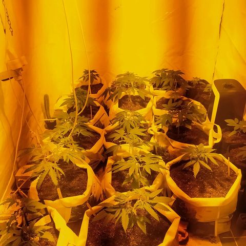 Öncü growlog timeline photo