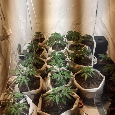 Öncü growlog timeline photo