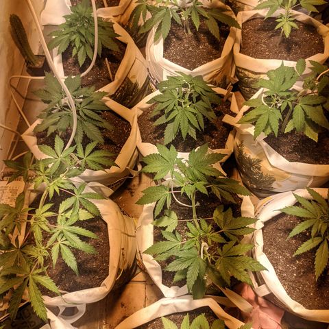 Öncü growlog timeline photo