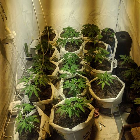 Öncü growlog timeline photo