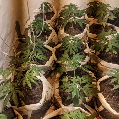 Öncü growlog timeline photo